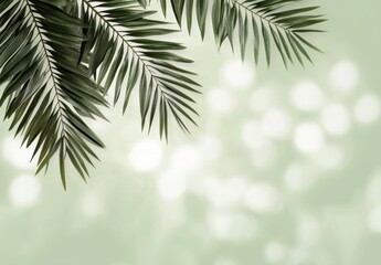 Fototapeta premium 緑の葉が空間を彩る穏やかな光の中での自然の美しさ