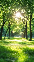 Obraz premium Sunlight filters through lush green trees in a serene park setting during midday