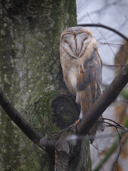 Une chouette effraie qui dort perchée dans une arbre