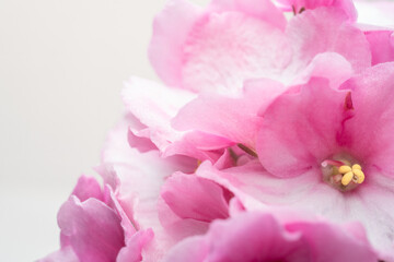 Macro view of pink white violet. Beautiful violet bloom backdrop. Flowery pattern. Pastel color floral wallpaper