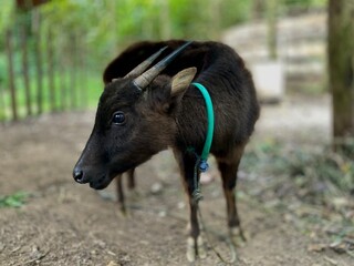 Lowland anoa (Bubalus depressicornis). Wildlife animal, endemic sulawesi indonesia.