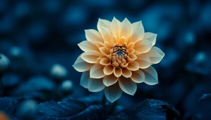 Blooming Beauty A Captivating Close-Up of a Delicate Dahlia Flower on a Moody Blue Background