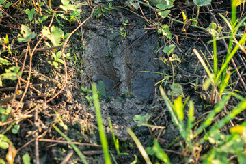 A cow's footprint on the muddy ground in the garden