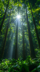 Obraz premium Sunbeams through lush green forest canopy.