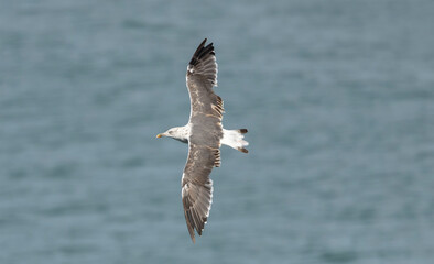 A yellow-legged gull Larus michahellis in flight from above, out of focus sea in background