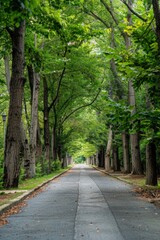 Fototapeta premium A road lined with trees on both sides, with green leaves and tall dense trees on the left side
