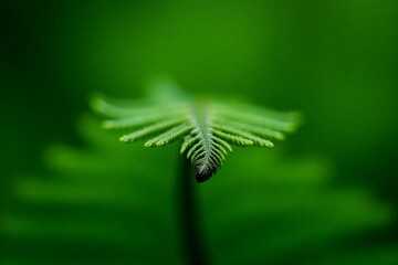 close up of fern leaf