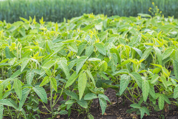 Fresh green soy plants on the field in spring. Rows of young soybean plants 
