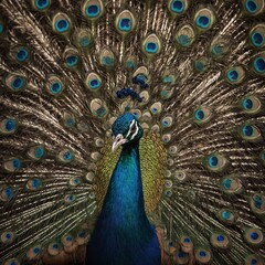 Obraz premium A zoomed-in view of a peacock’s intricate feather pattern.