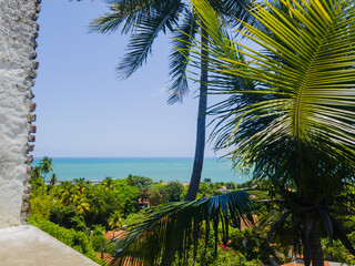 Palm tree at Olinda, with ocean view. Pernambuco state, Brazil.