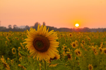 
When the cool season comes in November-December in Thailand, we can see a lot of sunflower fields
in Lopburi and Saraburi province.