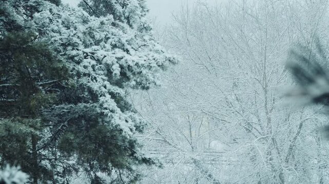 Snow falling on pines, v2i