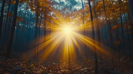Obraz premium Sun rays through autumn forest.