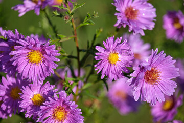 Obraz premium Bright pink flowers Symphyotrichum novi-belgii (Aster novi-belgii) in raindrops against sunlight. Concept of natural morning motives