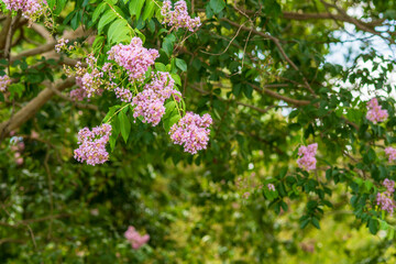 百日紅の花が咲く木陰