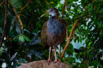 The russet-naped wood rail or rufous-naped wood rail(Aramides albiventris)