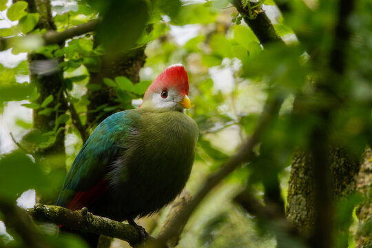 Red-crested turaco (Tauraco erythrolophus) into the trees