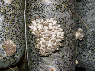 Oyster mushroom growth on straw substrate in plastic bags, showcasing sustainable and organic farming methods for edible fungi production.