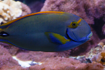Obraz premium Acanthurus dussumieri, commonly known as Dussumier's surgeonfish
