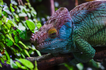 Large Chameleon (Chamaeleonidae) with his green camouflage color