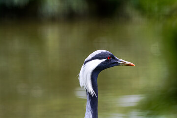 The Demoiselle Crane (Grus Virgo)