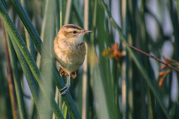 sedge warbler on the grass