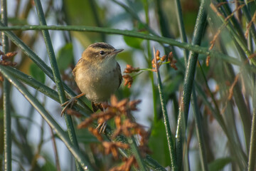 sedge warbler on a branch