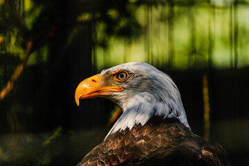 The Bald Eagle (Haliaeetus leucocephalus)