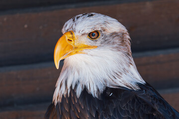 The Bald Eagle (Haliaeetus leucocephalus)