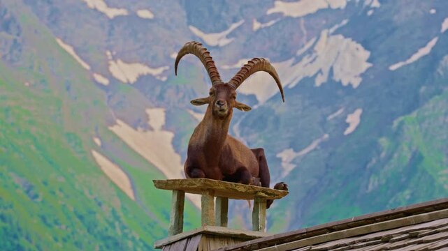 Alpine goat on the roof of a house with mountains in the background. Mont Blanc, glacier, Chamonix, Graian Alps France, Europe