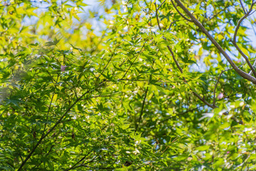 新緑のもみじが輝く日差し