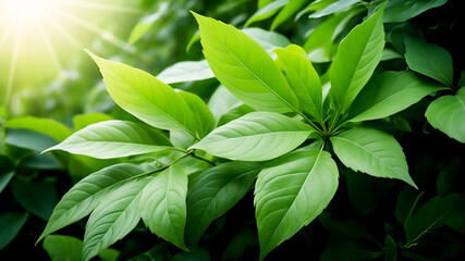 Green leaf with nature in a garden summer. Nature green background. Natural green leaves and plants are used as spring background cover pages for environmental ecology or greenery wallpaper.
