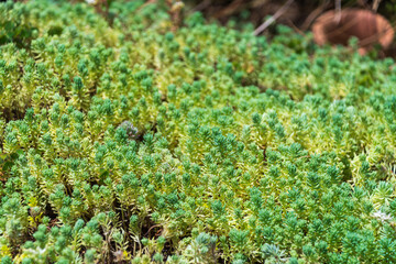 緑豊かな多肉植物の群生
