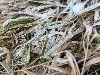 Frozen grass on the ground, frost on the grass