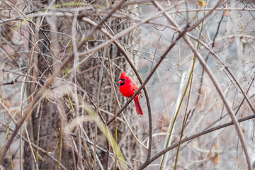 Vibrant Red Cardinal Perched on a Tree Branch in a Winter Forest, Surrounded by Bare Branches and Subtle Nature Background in the Heart of the Wilderness