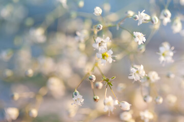 Zarte wei&szlig;e Bl&uuml;ten