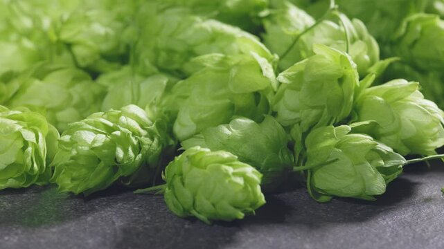 green ripe hop cones. Beer production ingredient. Ingredients for the preparation of organic beer.