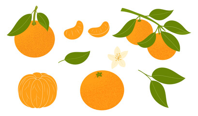 Set of tangerines, whole, slices, flowers and leaves. Hand drawn oranges, mandarin. Clip art of citrus tropical fruits. Vector illustration, flat style isolated on a white background.