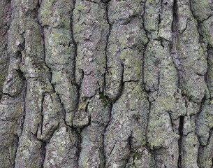 Beautiful close-up of the bark of quercus robur