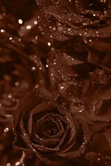 Beautiful dark rose buds with water drops close up. Nature concept. Floral background. Selective focus. Color of the year 2025 inspired