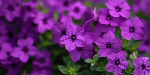 Fototapeta premium A bright bouquet of purple flowers grows in a sunny field