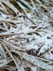 Frozen grass on the ground, frost on the grass