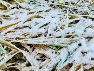 Frozen grass on the ground, frost on the grass