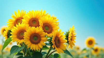 Obraz premium Sunflowers Against a Blue Sky