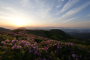 The scenery of Sunrise with azalea.