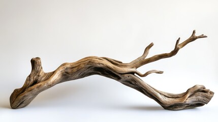 Driftwood from French beach natural sculpture texture art piece isolated on white background