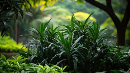 Obraz premium Dracaena surculosa lush greenery in the Botanical Garden of National Museum of Natural Science Taichung Taiwan