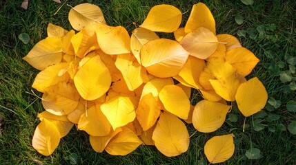 Vibrant yellow autumn leaves scattered on lush green grass illuminated by warm sunlight