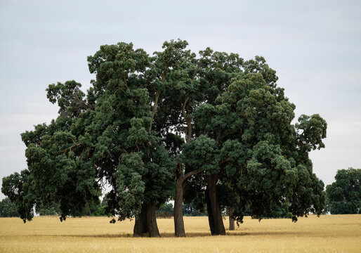 tres arboles juntos