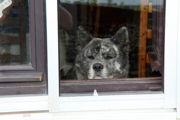 Serious big dog looking out the window, Granville, Normandy, France